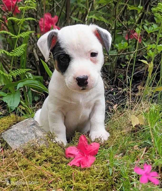 Snickers – Jack Russell Terrier puppy for sale in Boston, MA