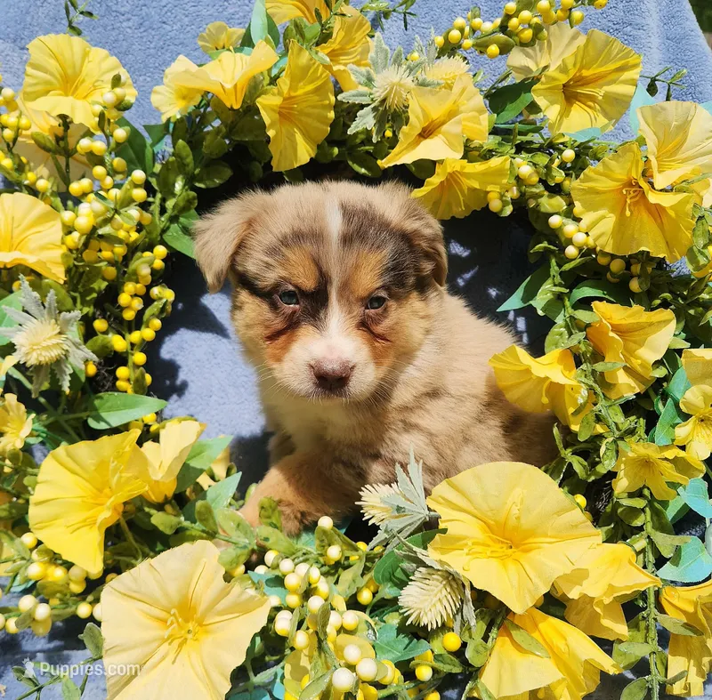 Tilly – Miniature Australian Shepherd puppy for sale in Boston, MA