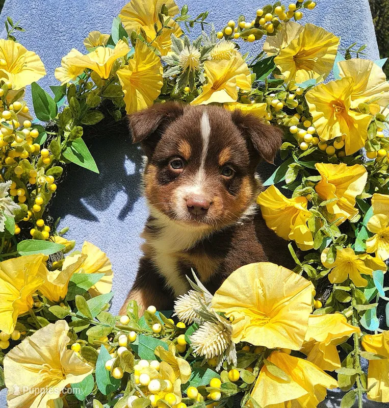 Louie – Miniature Australian Shepherd puppy for sale in Boston, MA