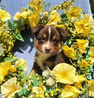 Louie, a male Miniature Australian Shepherd for sale in Boston, MA – 3 of 4