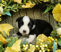 Thelma, a female Miniature Australian Shepherd for sale in Boston, MA – Photo 2 of 2