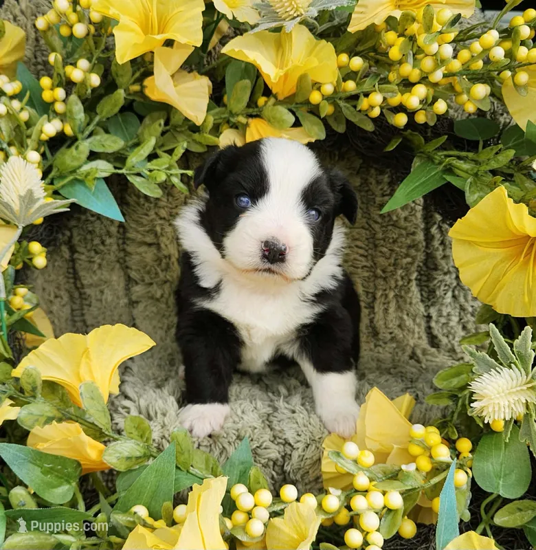 Thelma – Miniature Australian Shepherd puppy for sale in Boston, MA