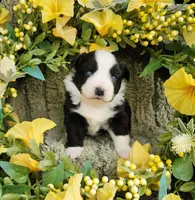Thelma, a female Miniature Australian Shepherd for sale in Boston, MA – Photo 1 of 2