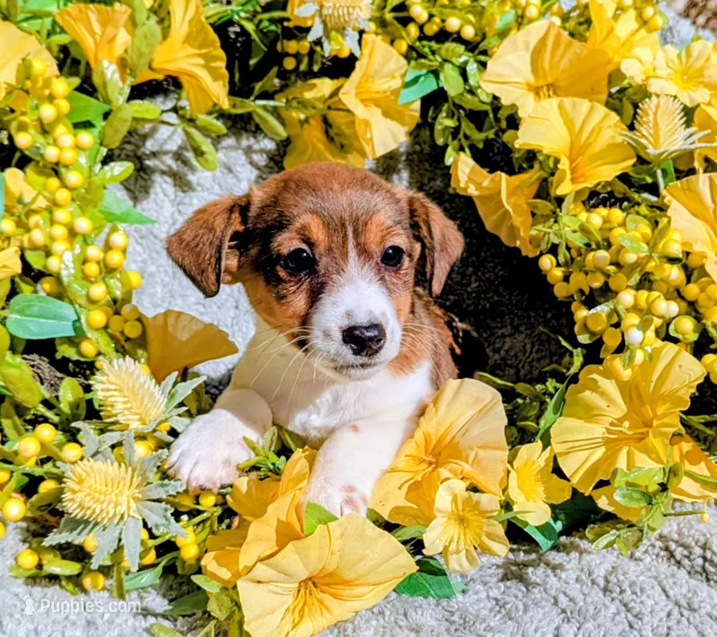 Rizzo – Jack Russell Terrier puppy for sale in Boston, MA
