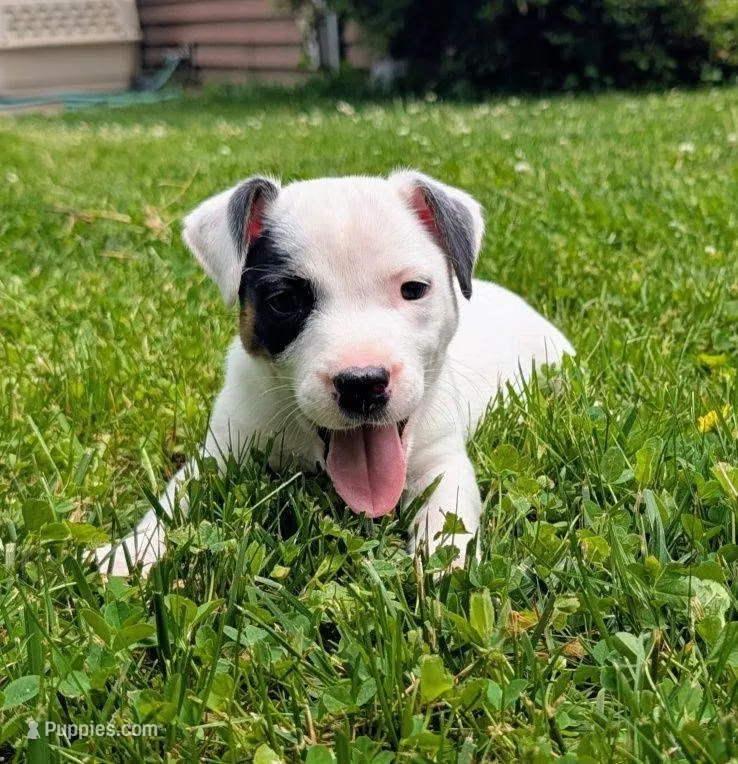 Snickers – Jack Russell Terrier puppy for sale in Boston, MA