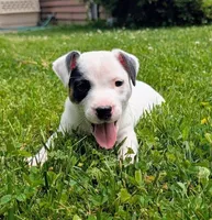 Snickers, a male Jack Russell Terrier for sale in Boston, MA – 1 of 1