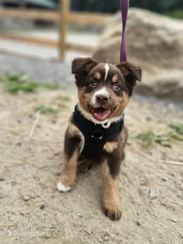 Louie – Miniature Australian Shepherd puppy for sale in Boston, MA