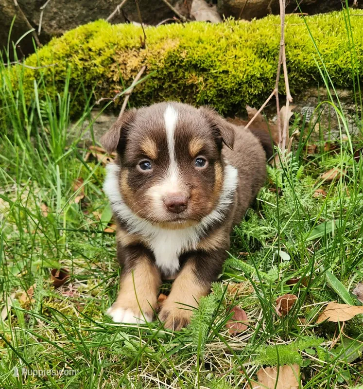 Louie, a male Miniature Australian Shepherd for sale in Boston, MA – Photo 1 of 1
