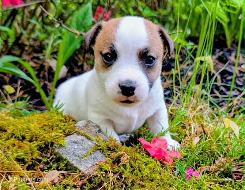 Magic – Jack Russell Terrier puppy for sale in Boston, MA