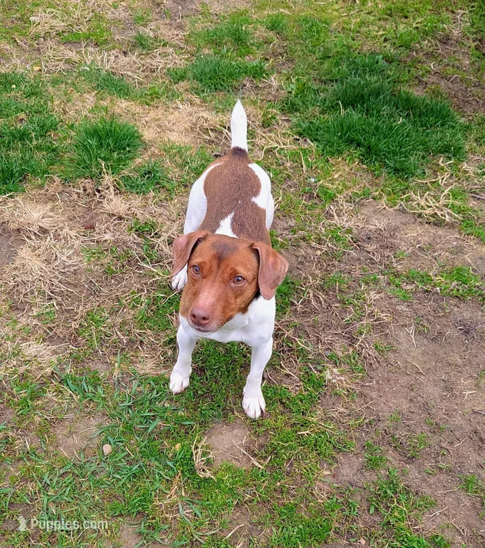 Maggie – Jack Russell Terrier puppy for sale in Boston, MA