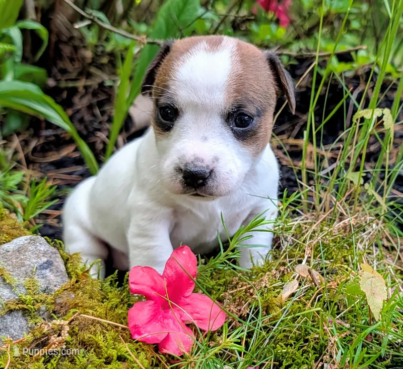 Kya – Jack Russell Terrier puppy for sale in Boston, MA