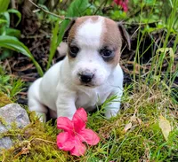 Kya, a female Jack Russell Terrier for sale in Boston, MA – 1 of 1