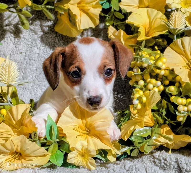 Ridley – Jack Russell Terrier puppy for sale in Boston, MA