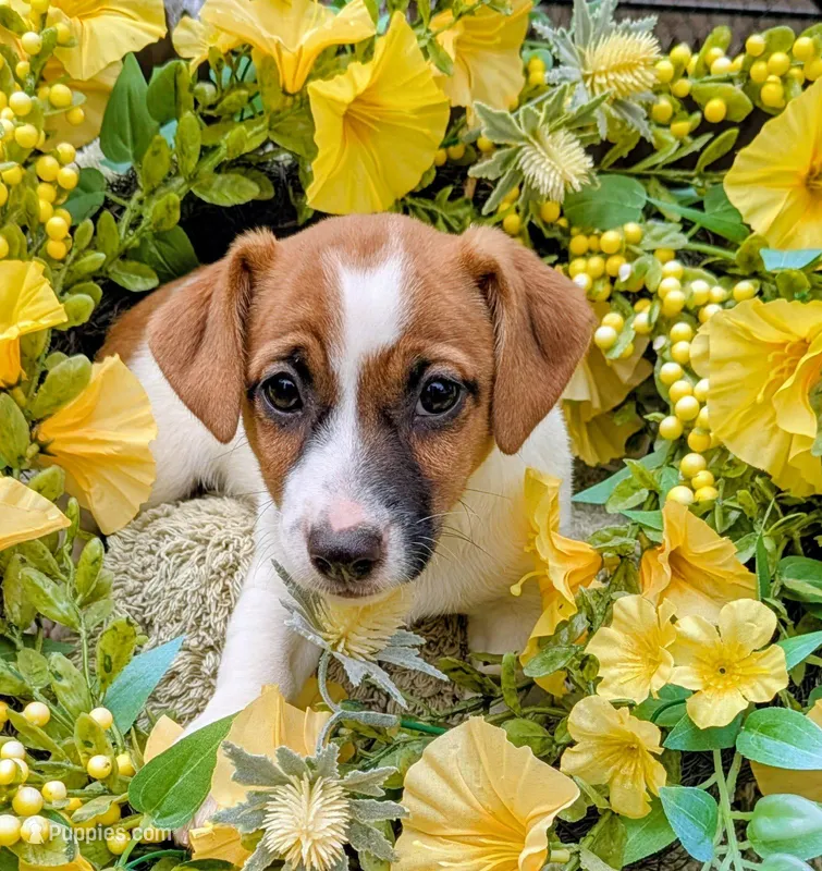 Willow – Jack Russell Terrier puppy for sale in Boston, MA