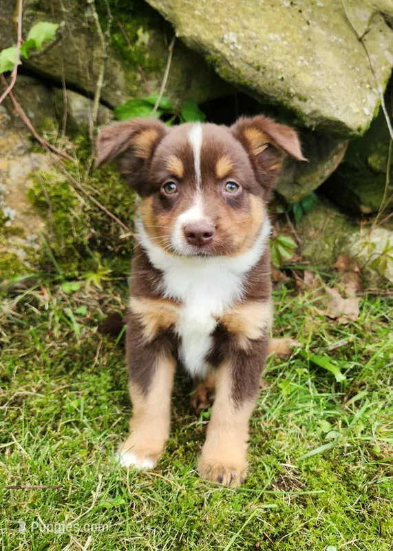 Louie – Miniature Australian Shepherd puppy for sale in Boston, MA