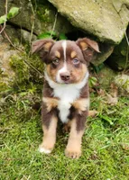 Louie, a male Miniature Australian Shepherd for sale in Boston, MA – 2 of 4