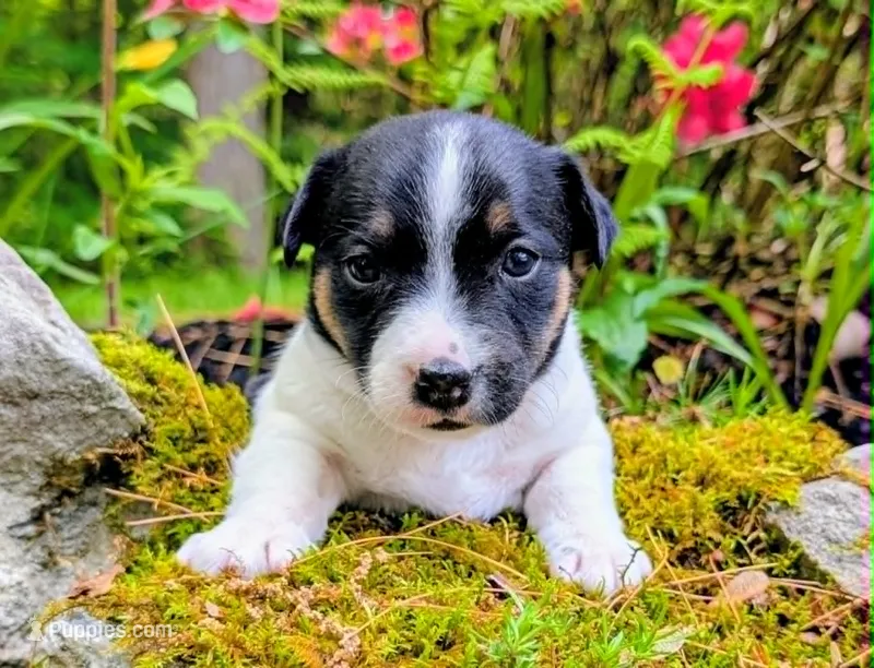 Moosey – Jack Russell Terrier puppy for sale in Boston, MA