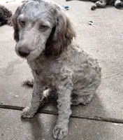 Nutmeg, a female Cockapoo for sale in Baltimore, MD – 10 of 10