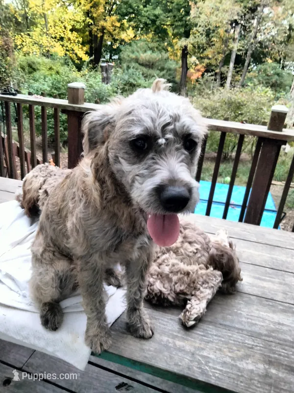 Tori – American Pit Bull Terrier, Cockapoo puppy for sale in Baltimore, MD