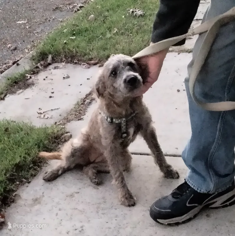 Tori – American Pit Bull Terrier, Cockapoo puppy for sale in Baltimore, MD