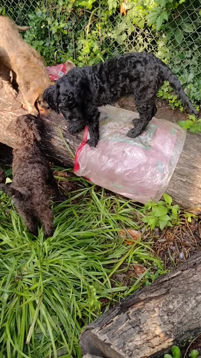 Teddy, a male American Bully and Cockapoo for sale in Baltimore, MD – 9 of 9