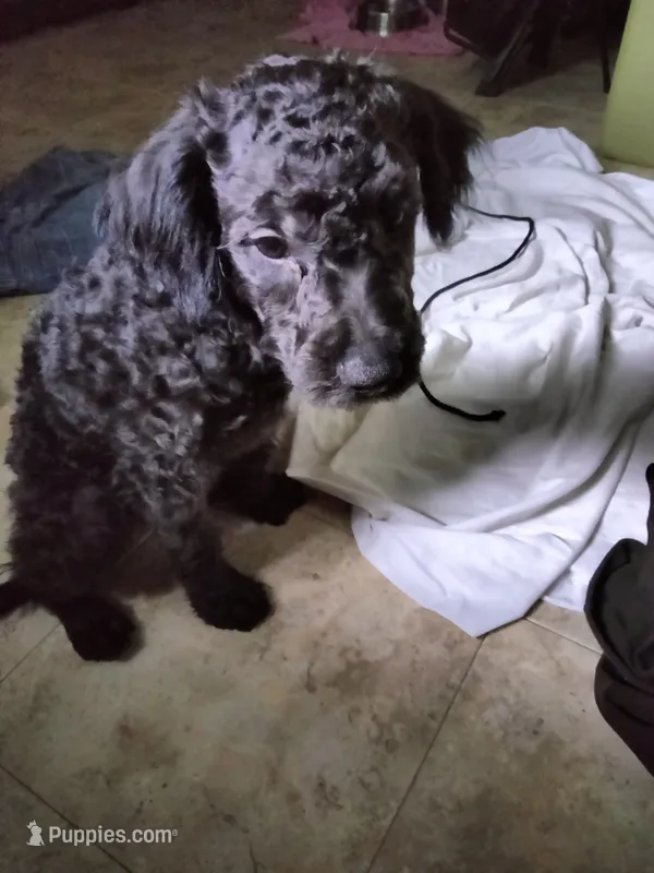 Willow – American Pit Bull Terrier, Cockapoo puppy for sale in Baltimore, MD