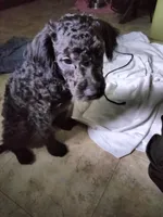 Willow, a female American Pit Bull Terrier and Cockapoo for sale in Baltimore, MD – 1 of 10