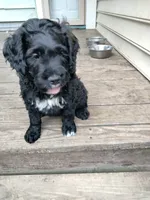 Teddy, a male American Bully and Cockapoo for sale in Baltimore, MD – 2 of 9
