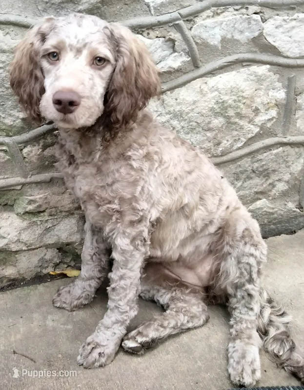 Nutmeg – Cockapoo puppy for sale in Baltimore, MD