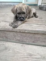 Tori, a female American Pit Bull Terrier and Cockapoo for sale in Baltimore, MD – 4 of 10