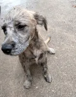 Tori, a female American Pit Bull Terrier and Cockapoo for sale in Baltimore, MD – 5 of 10