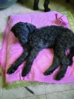 Willow, a female American Pit Bull Terrier and Cockapoo for sale in Baltimore, MD – 6 of 10