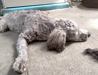 Nutmeg, a female Cockapoo for sale in Baltimore, MD – 6 of 10