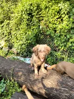 Nutmeg, a female Cockapoo for sale in Baltimore, MD – 3 of 6