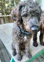 Willow, a female Cockapoo for sale in Baltimore, MD – 3 of 9