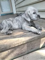 Alex, a male American Bully and Cockapoo for sale in Baltimore, MD – 2 of 9