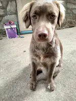 Rita, a female Cockapoo and Goldendoodle for sale in Baltimore, MD – 10 of 10