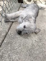 Alex, a male American Bully and Cockapoo for sale in Baltimore, MD – 8 of 9