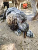 Oscar/Victor, a male American Pit Bull Terrier and Cockapoo for sale in Baltimore, MD – 1 of 9