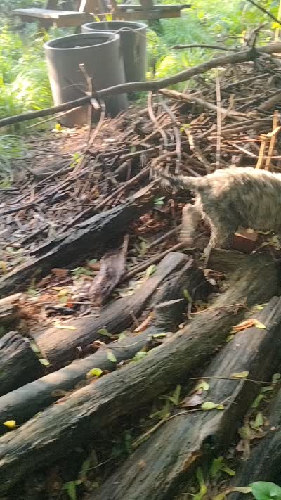Victor, a male Cockapoo for sale in Baltimore, MD – 8 of 10