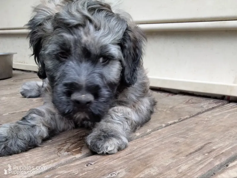 Victor – Cockapoo puppy for sale in Baltimore, MD