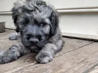 Victor, a male Cockapoo for sale in Baltimore, MD – 7 of 7