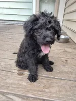Willow, a female American Pit Bull Terrier and Cockapoo for sale in Baltimore, MD – 3 of 6