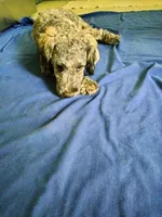 Victor, a male Cockapoo and Double Doodle for sale in Baltimore, MD – 8 of 10