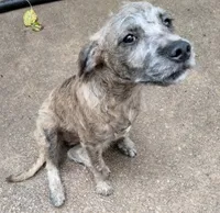 Tori, a female American Pit Bull Terrier and Cockapoo for sale in Baltimore, MD – 8 of 10