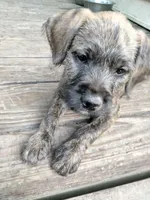 Tori, a female American Pit Bull Terrier and Cockapoo for sale in Baltimore, MD – 1 of 10