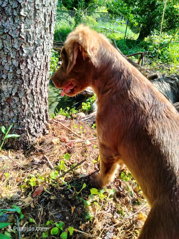 Rita – American Bully, Cockapoo puppy for sale in Baltimore, MD
