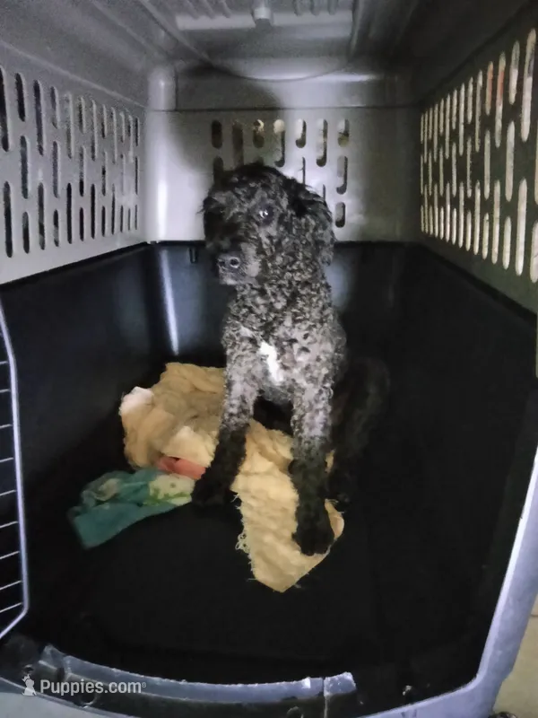 Willow – American Pit Bull Terrier, Cockapoo puppy for sale in Baltimore, MD