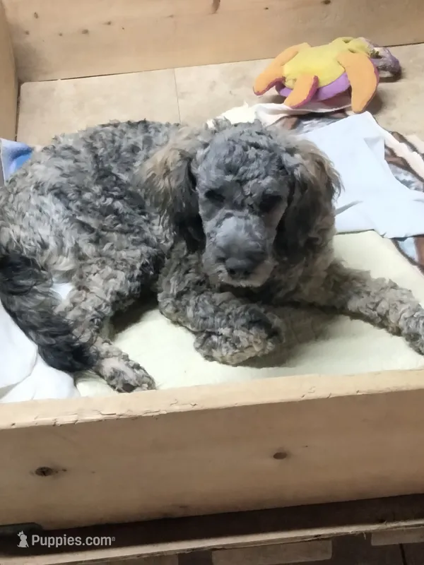 Oscar/Victor – American Pit Bull Terrier, Cockapoo puppy for sale in Baltimore, MD