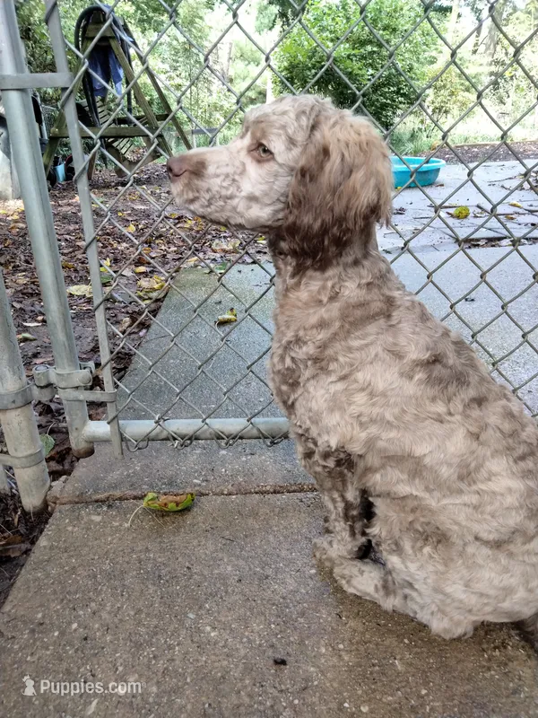 Nutmeg – Cockapoo puppy for sale in Baltimore, MD